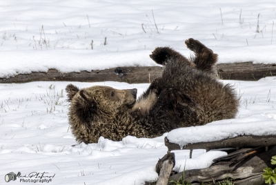 Snow`s Cub Playing May 2025